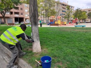 Tratamiento arbolado Alaquàs